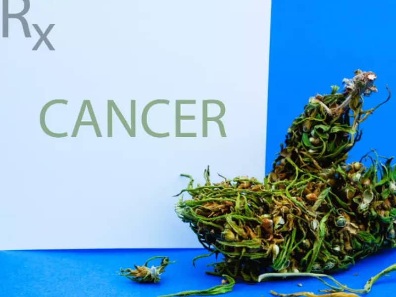 fleur de CBD dans la lutte contre le cancer